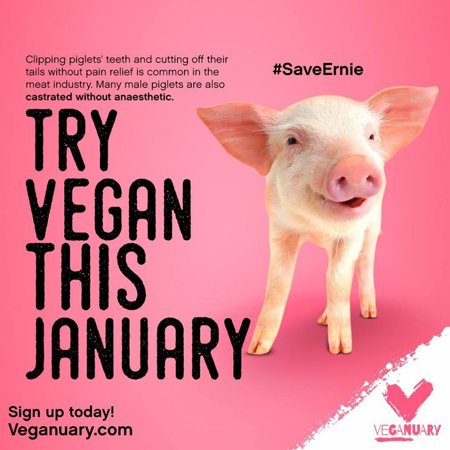 Vegan!